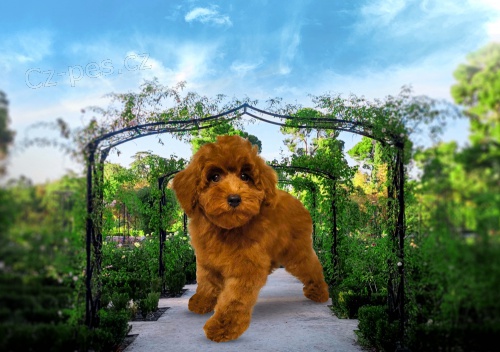 Mini pudl �t��ata na prodej