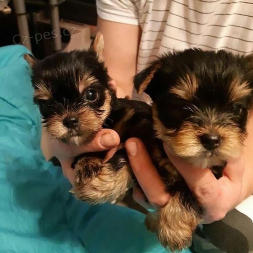 Prod�m mini �t��ata yorkie.