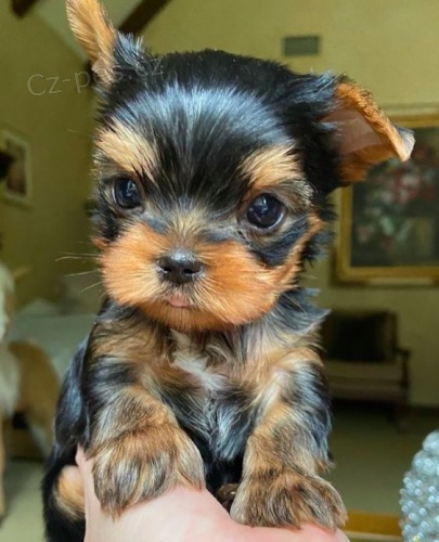 Prod�m o�kovan� a od�erven� �t��ata yorkie mini.