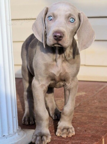 Prod�m o�kovan� a od�erven� zdrav� �t��ata v�marsk�ch oha��