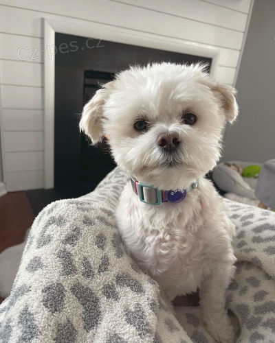 havamalt �t��ata na prodej.