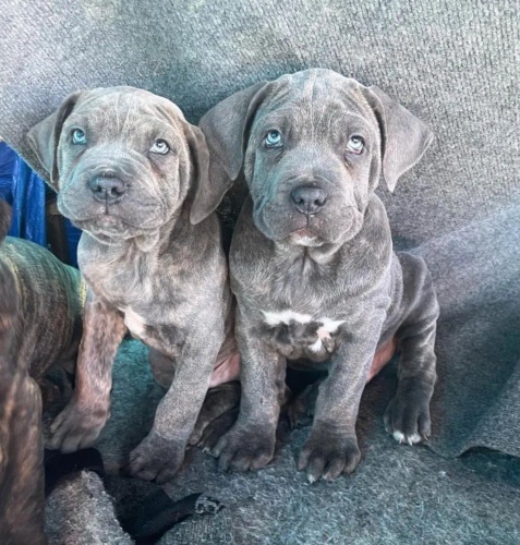 Prod�m zdrav� o�kovan� �t��ata italsk�ho Cane Corso