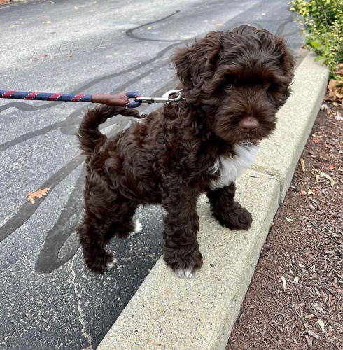 �t��ata portugalsk�ho vodn�ho psa k adopci