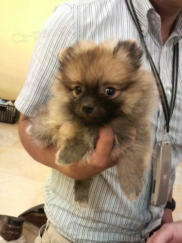 Prod�m �t��ata pomeraniana.