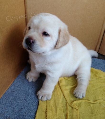 Zdrav� a kr�sn� �t��ata labradorsk�ho retr�vra a pejska na prodej.