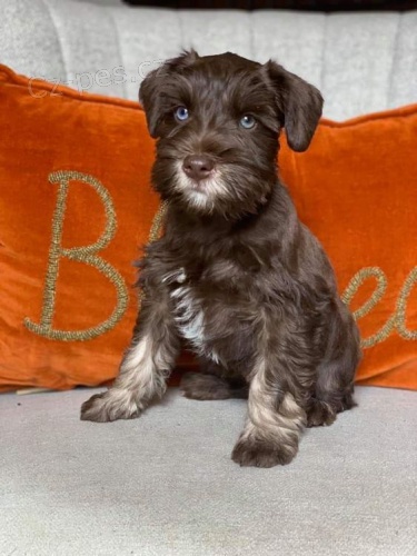 Prod�m ZDRAV�, O�KOVAN� a od�erven� �t��ata mini fenek a mal�ch kn�ra��.