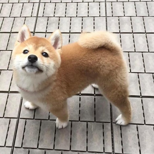 Prod�m rozko�n� miminka �t��ata shiba inu