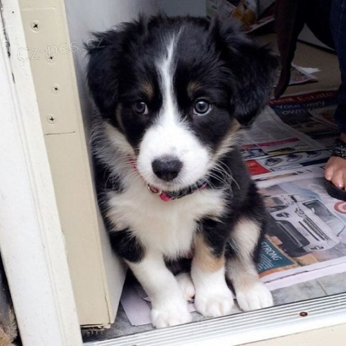 Prod�m �t��ata border kolie