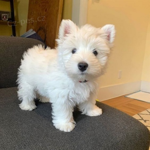 Prod�m �t��ata West Highland White Terriers
