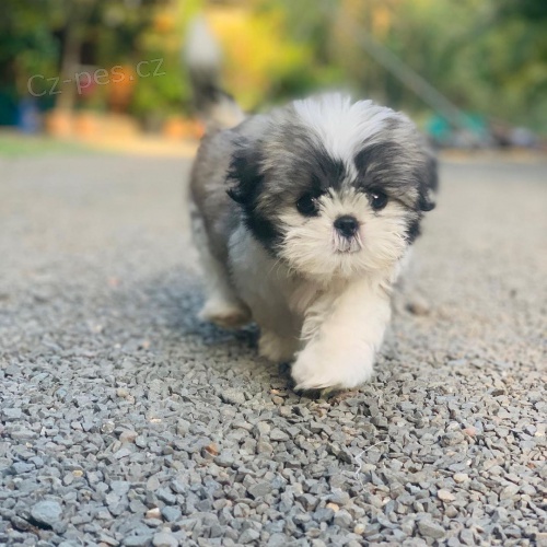 Prod�m hygienicky a soci�ln� vy�kolen� �t��ata SHIH TZU