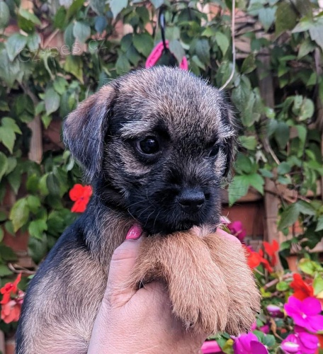 Prod�m �t��ata border teri�ra