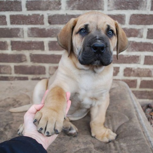 �t��ata bulmastifa