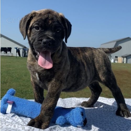 �t��ata bulmastifa