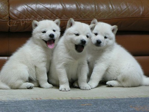 �t��ata kishu Inu