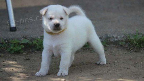 �t��ata kishu Inu