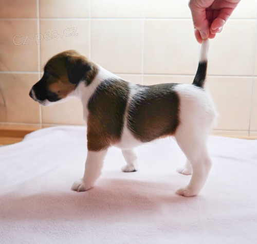 foxteri�r hladkosrst� - pes a fena