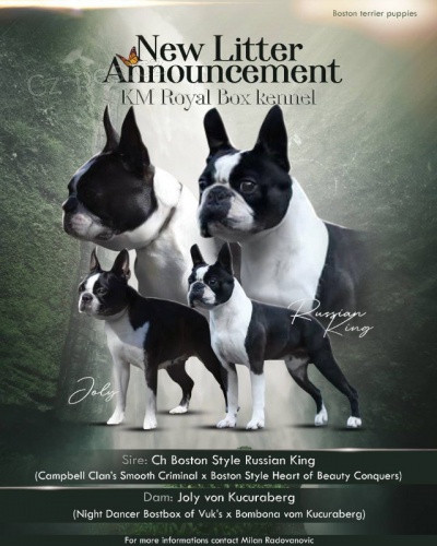 Bostonsk� teri�r �t��ata