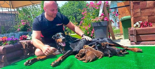 dobrman KR�SN� �t���tka