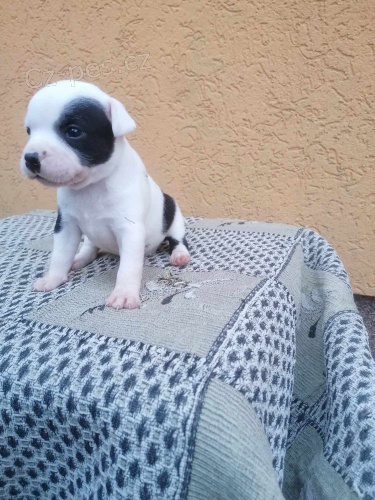 Staford��rsk� bulteri�r �t��ata