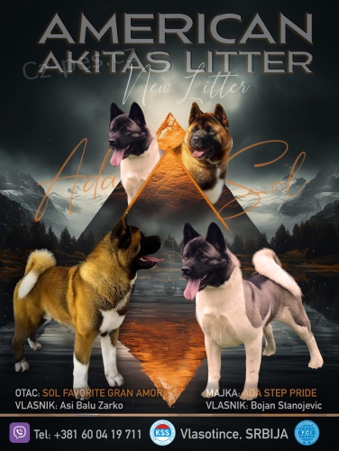 Americk� Akita �t��ata