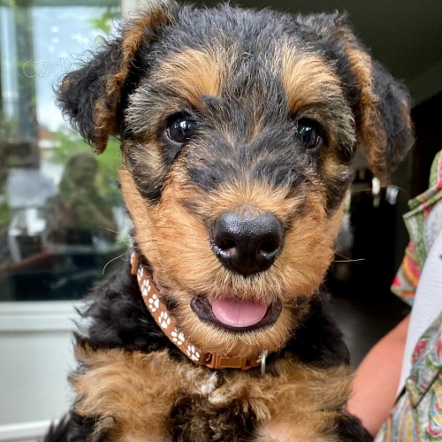 Prod�m �t��ata erdelteri�ra