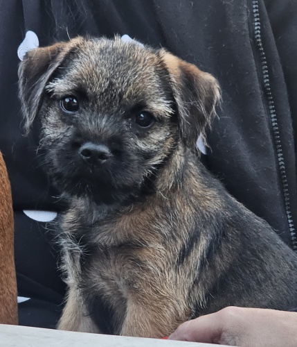 Prod�m zdrav� �t��ata Border teri�ra