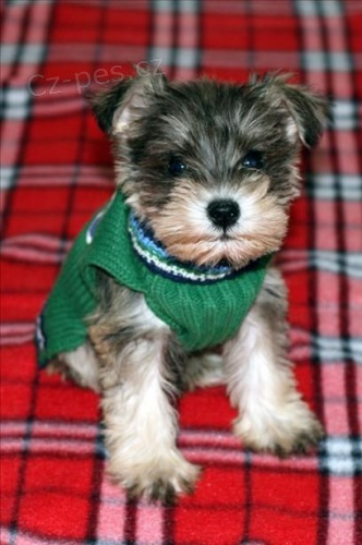 Prod�m �t��ata Mini Schnoodle
