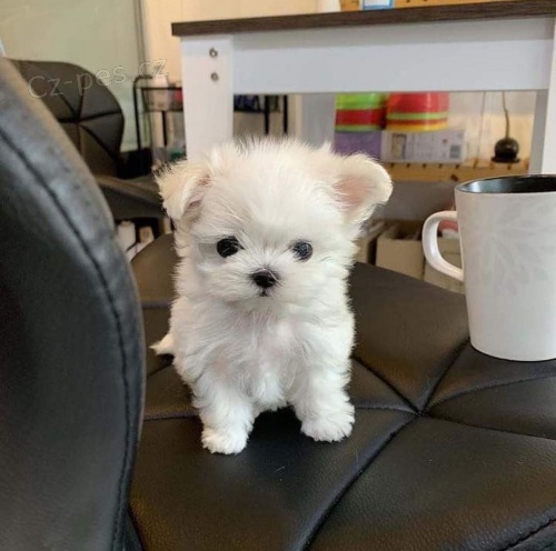 Prod�m mini �t���tka malt�z�ka.