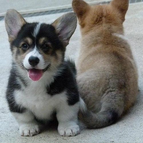 Prod�m �t��ata Pembroke Welsh Corgi.