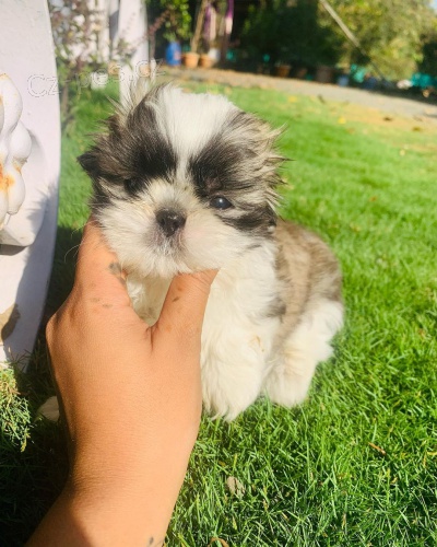 Prod�m �t��ata SHIH TZU