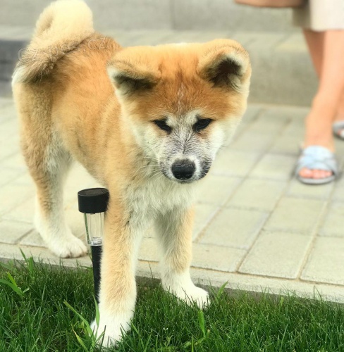 Prod�m kr�sn� o�kovan� a od�erven� �t���tka Akita-Inu