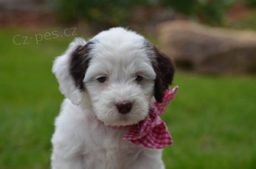 �t��ata Springerdoodle na prodej.