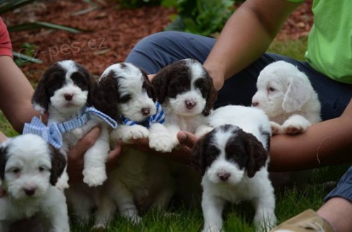 �t��ata Springerdoodle na prodej.