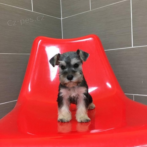 Prod�m �t��ata mal�ho kn�ra�e.