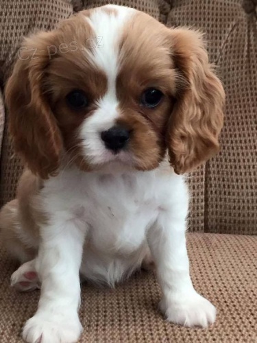 Prod�m mini o�kovan� �t��ata Kaval�r King Charles Spaniel.