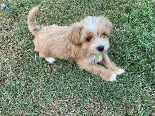 Prod�m �t��ata havamalt mini.