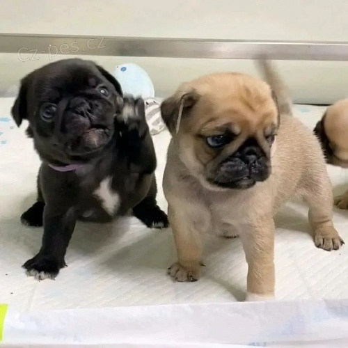 prod�m o�kovan� �t��ata mops�