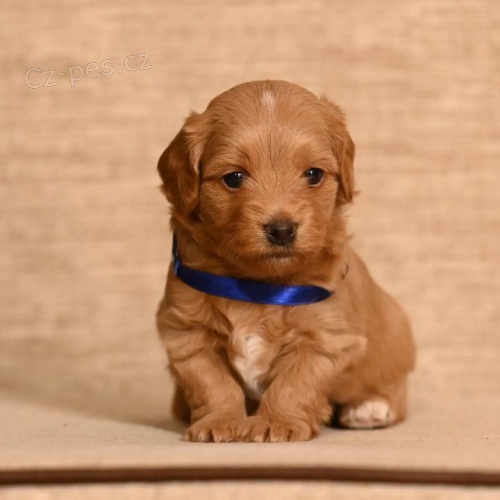 Havansk� bi�onek samec k dispozici k chovu