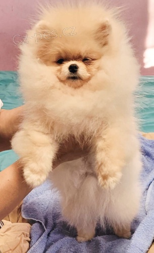 Pomeranian BOO TOP t��da �t��at