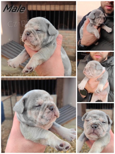 Francouzsk� buldo�ek Standardn� a exotick�