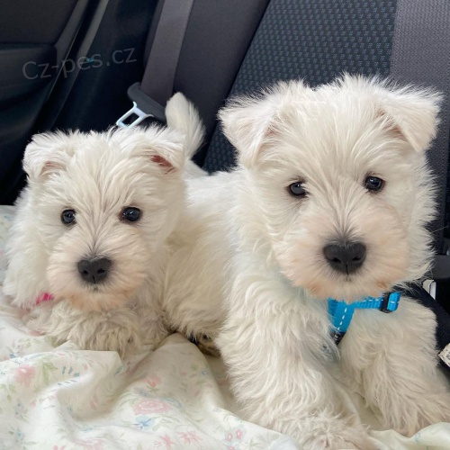 Prod�m �t��ata West Highland White Terriers