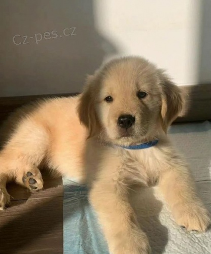 Prod�m �t��ata zlat�ho retr�vra.