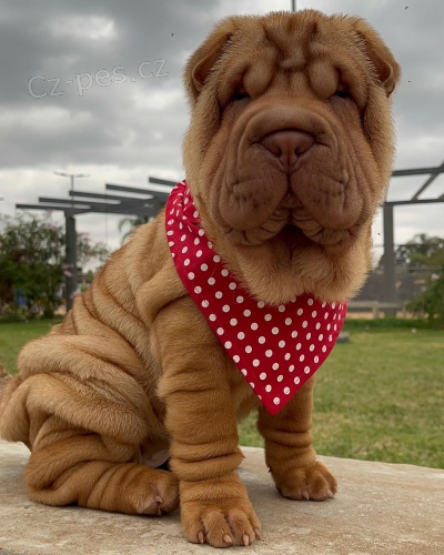 Prod�m zdrav� �t��ata o�kovan� shar-pei.