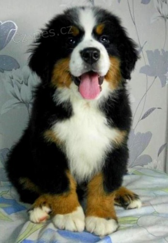 Prod�m mini �t��ata bernsk�ho sala�nick�ho psa a feny o�kovan� a od�erven�.