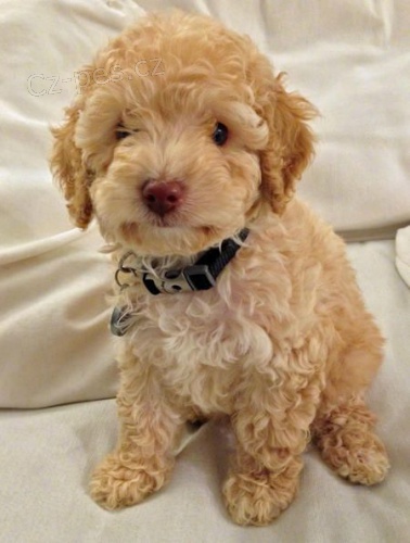 �t��ata Mini Schnoodle k adopci.