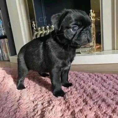 prod�m o�kovan� �t��ata mops�