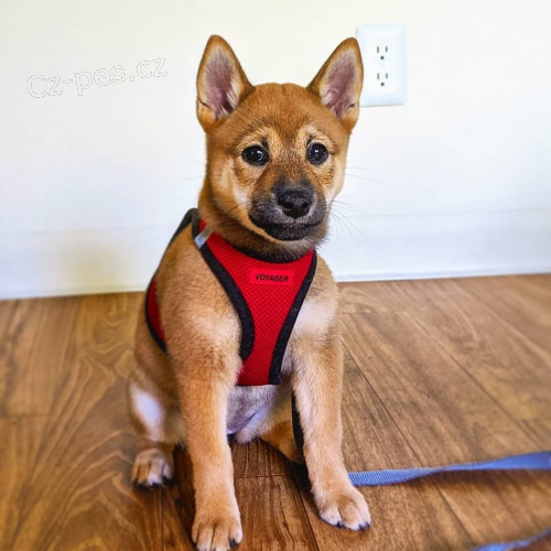 Prod�m miniaturn� �t��ata shiba inu