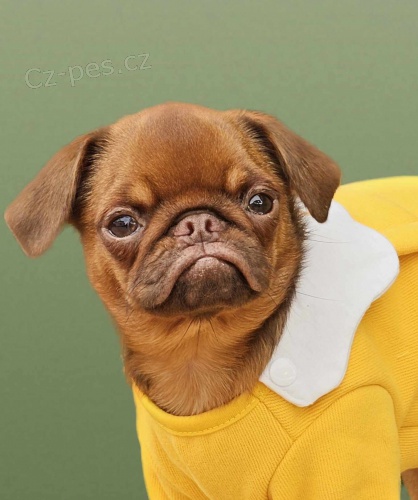 Griffon �t��ata na prodej