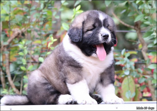 Kavkazsk� ov��k �t��ata