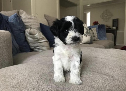 Prod�m zdrav� �t��ata mal�ho kn�ra�e.